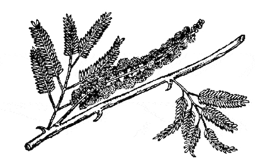 Acacia