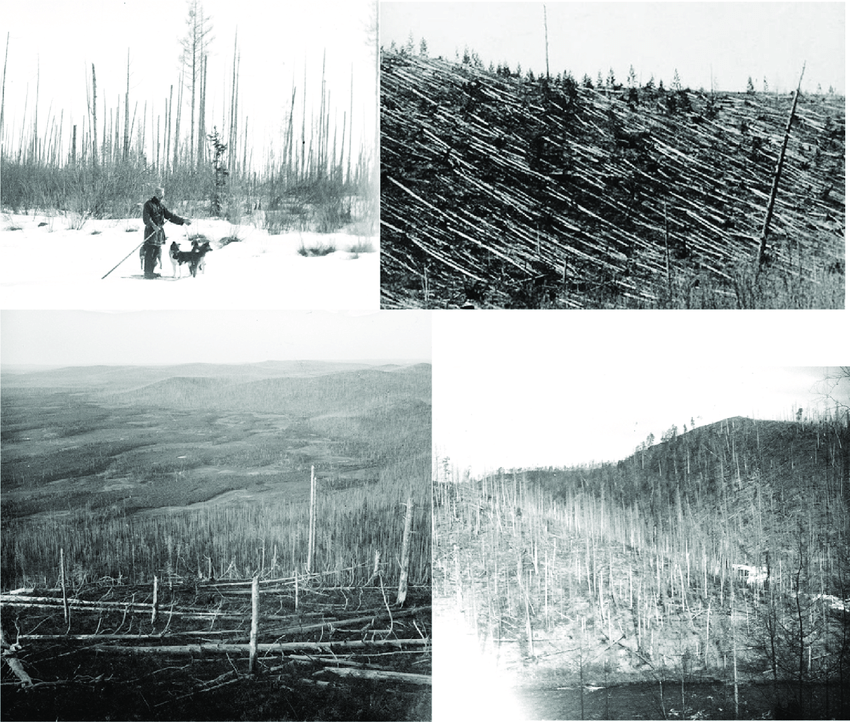 Photos of the Tunguska blast from the 1921 29 expeditions Near the presumed epicenter